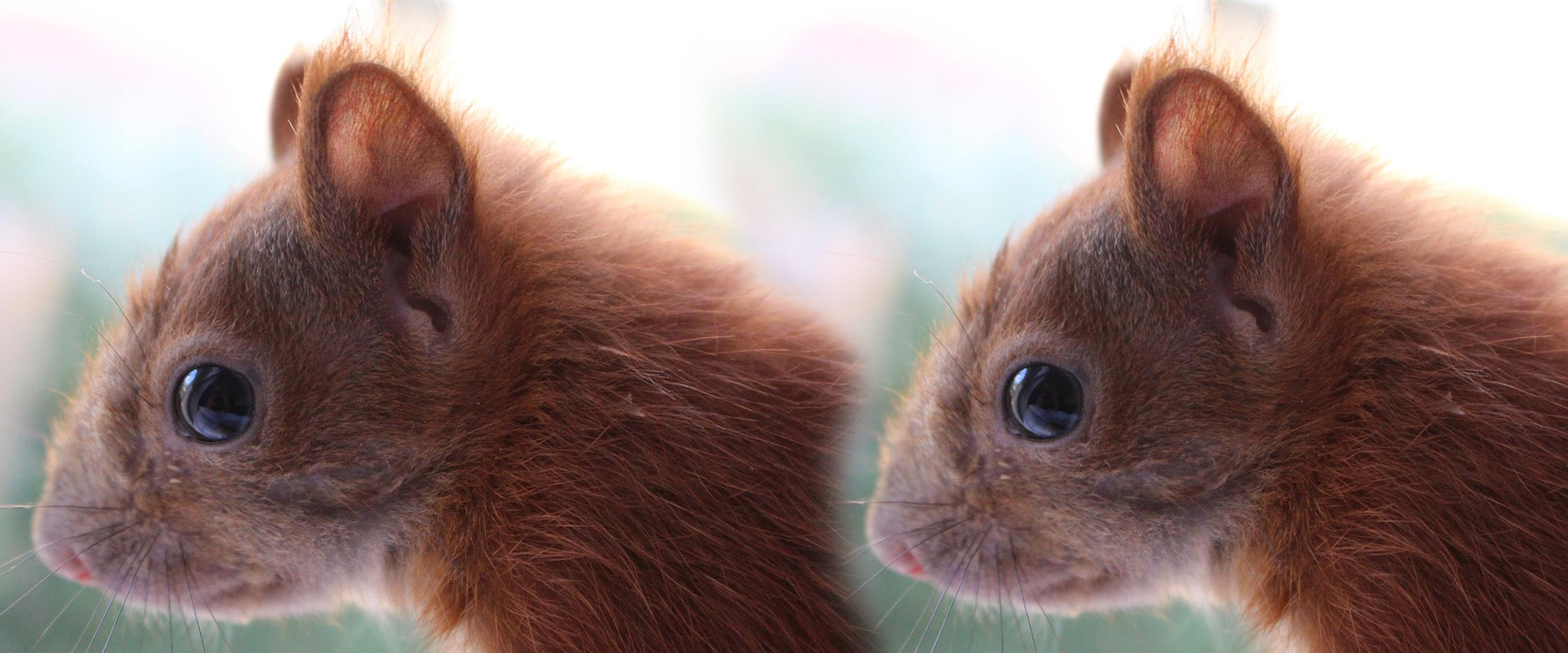 Eichhörnchenhilfe für Findelkinder in der Tierarztpraxis Mahlsdorf