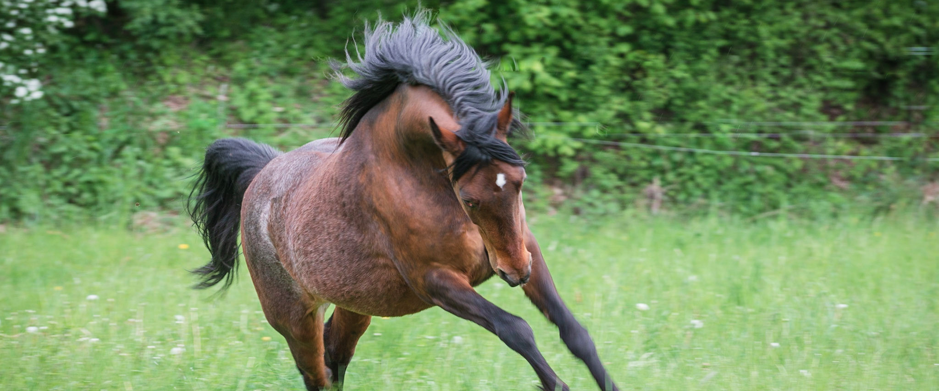 Das springende Pferd der Chefin aus der Tierarztpraxis Mahlsdorf